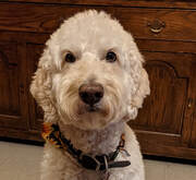 A curly-haired, white dog with expressive eyes is sitting indoors. The dog is wearing a festive collar, and there is a wooden piece of furniture in the background.